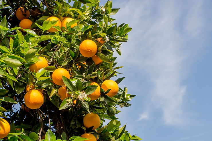 Branch of an orange tree full of ripe oranges and green leaves against a clear blue sky.